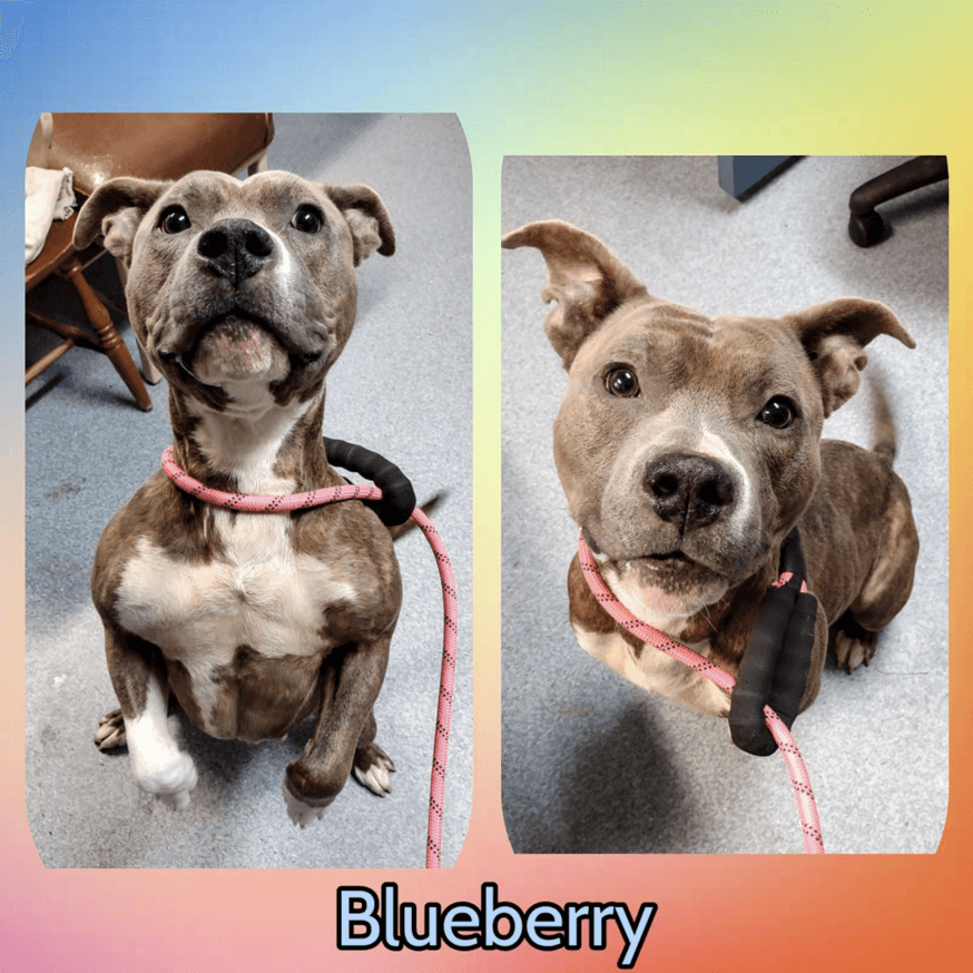 blueberry-edit