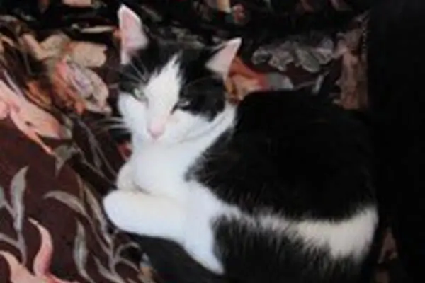 Female Cat w/ Seresto Collar