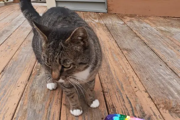 Spayed Female Cat