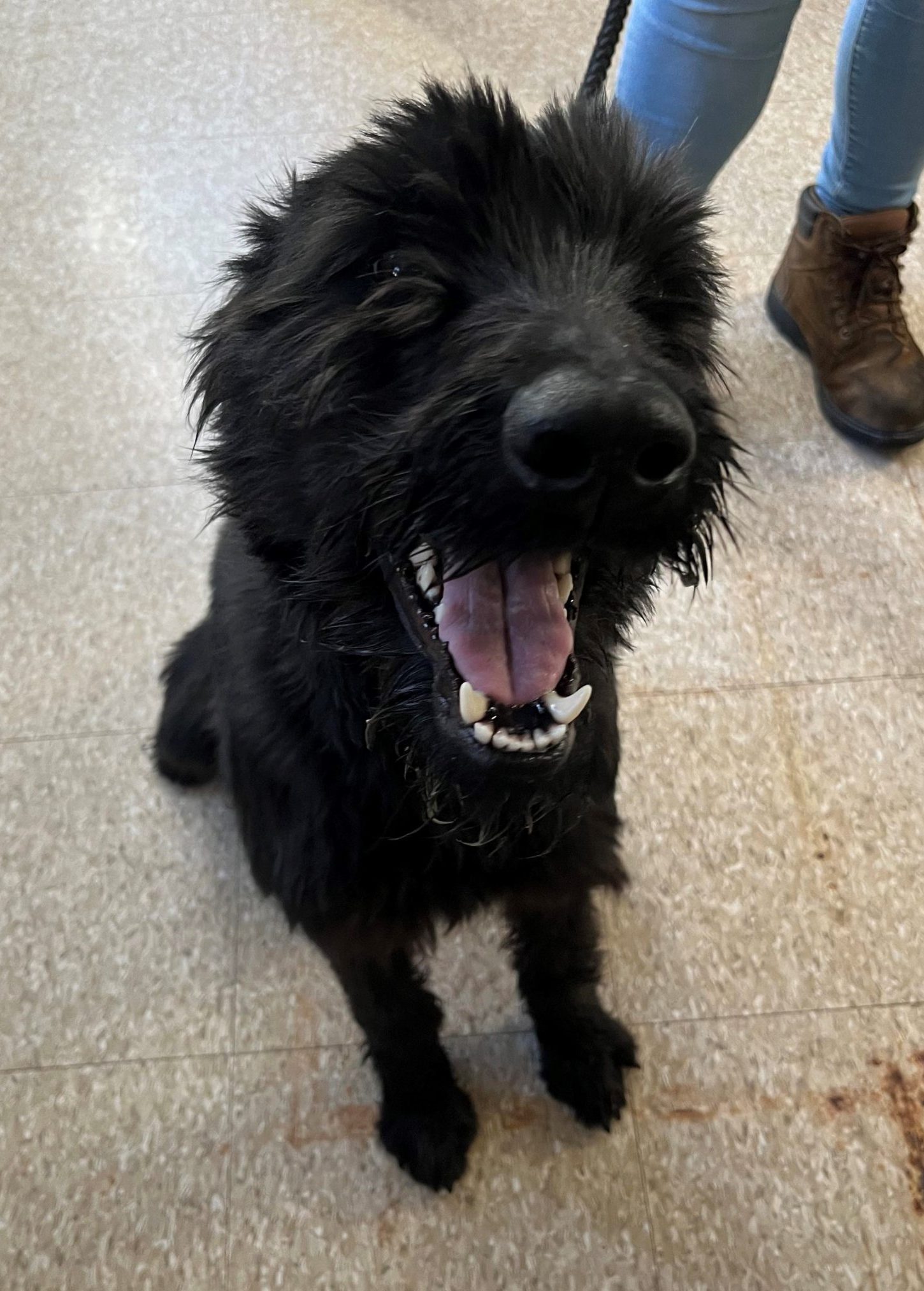 Black Airdaile Terrier