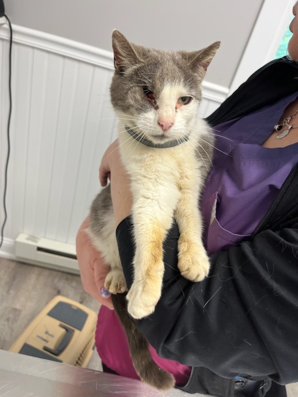 Eye removal kitten
