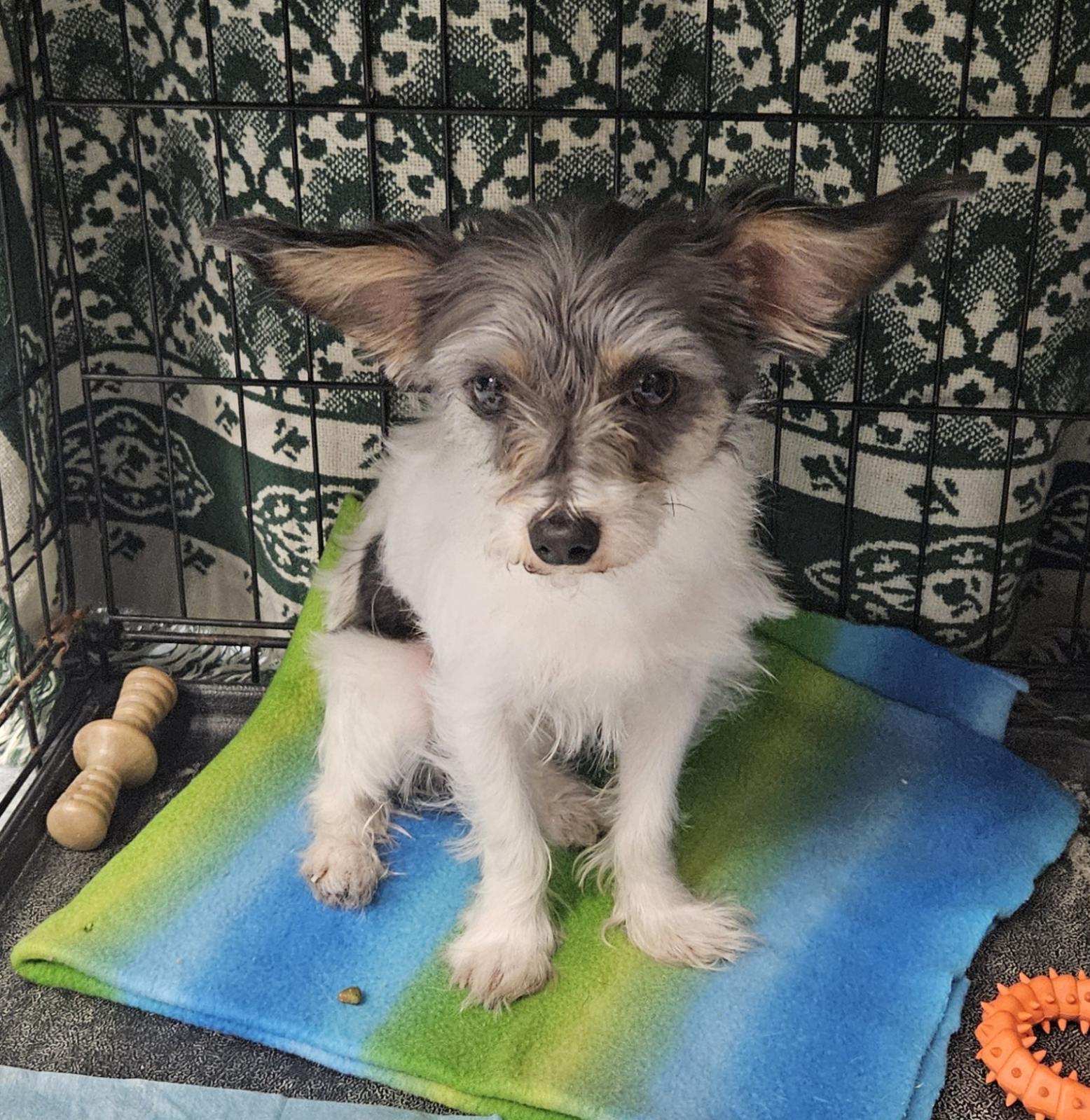 einstein