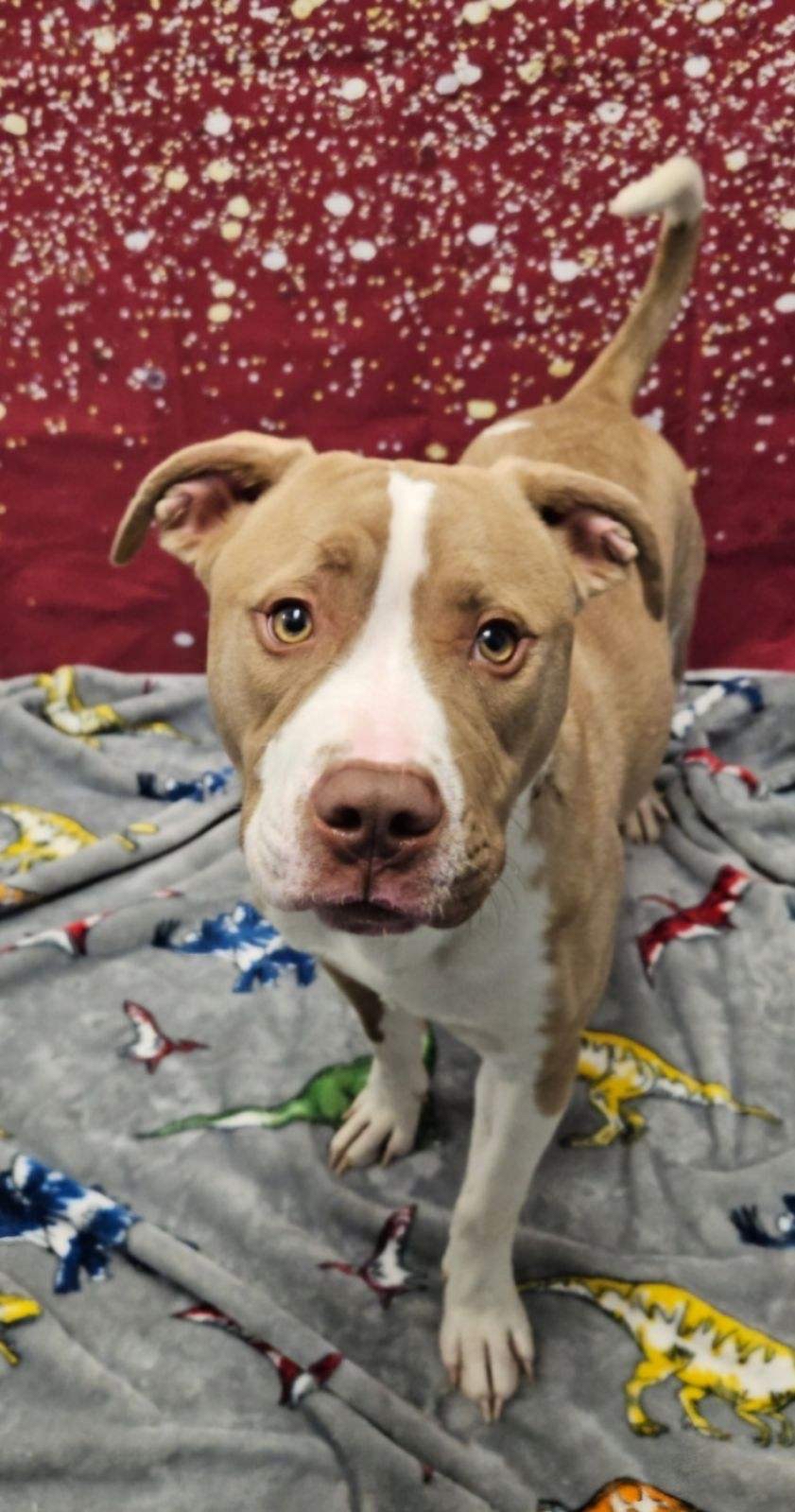kona
