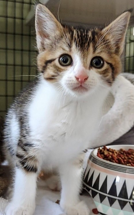 kitty