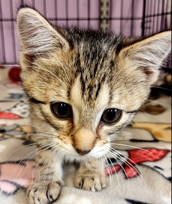 buttercup