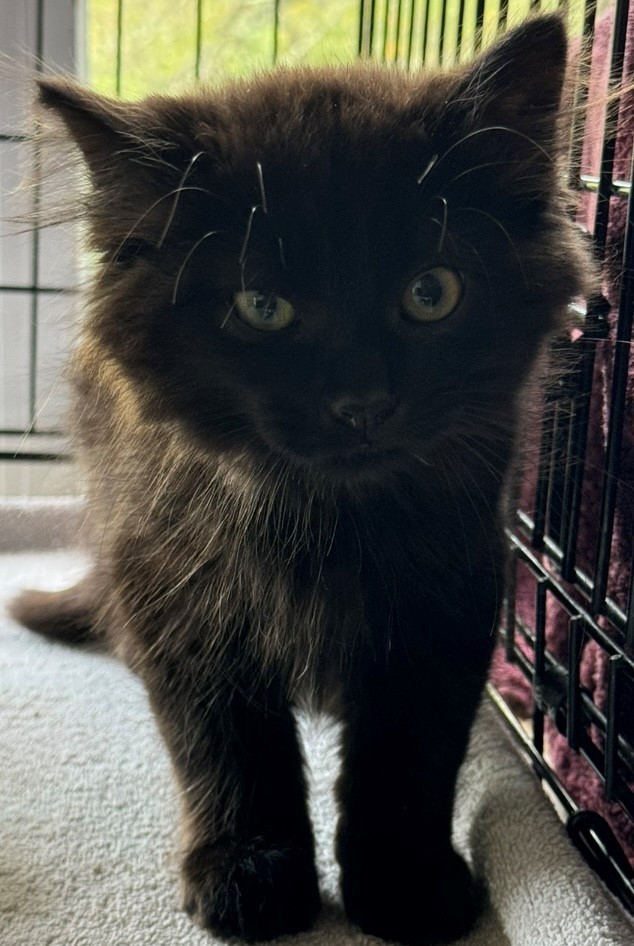 fang