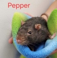 Pepper