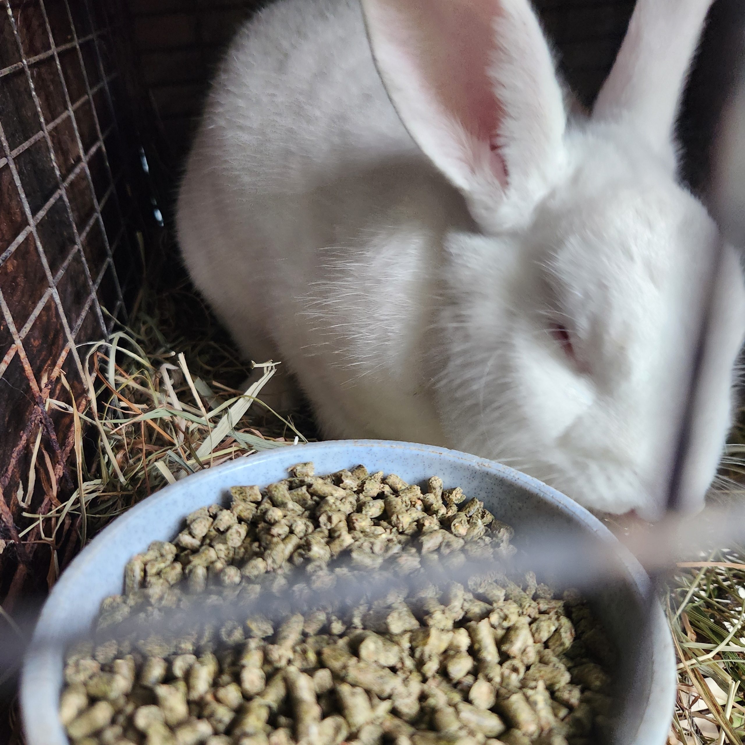 bun