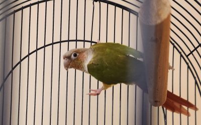 Bonded Conures