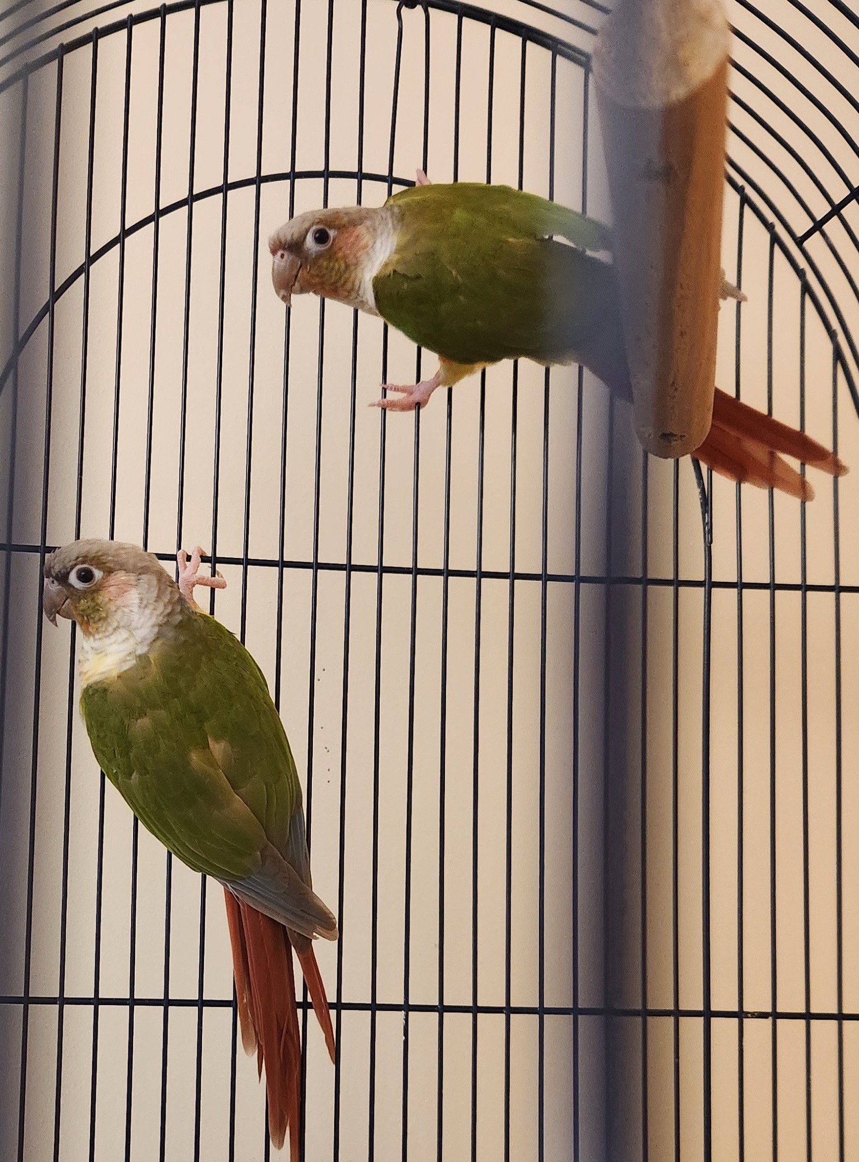 Conures