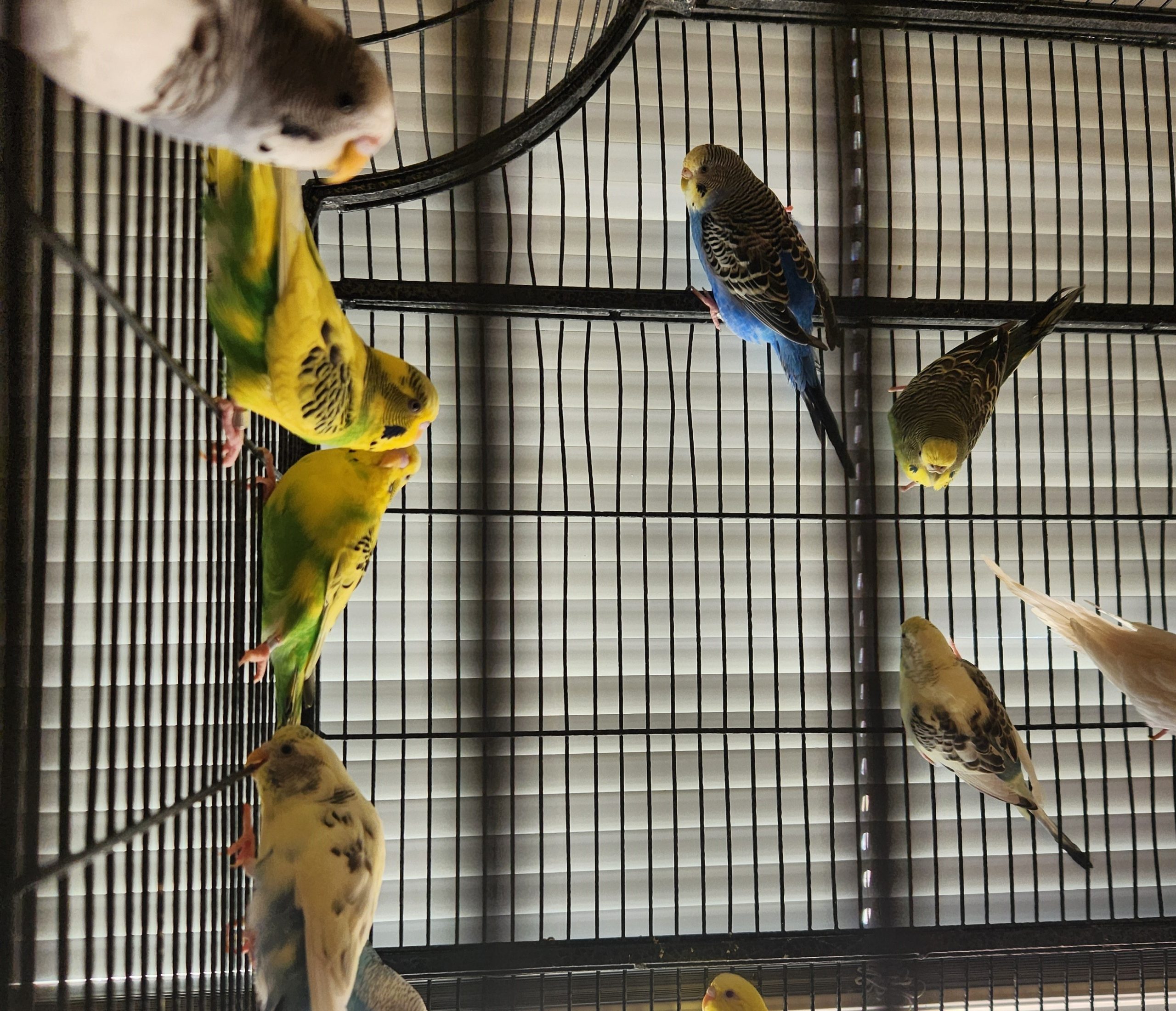 parakeets