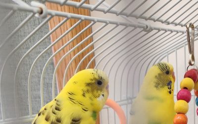 Bonded Parakeets