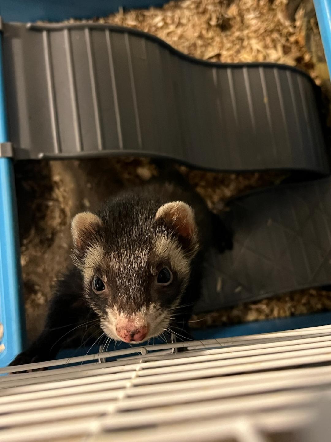ferret