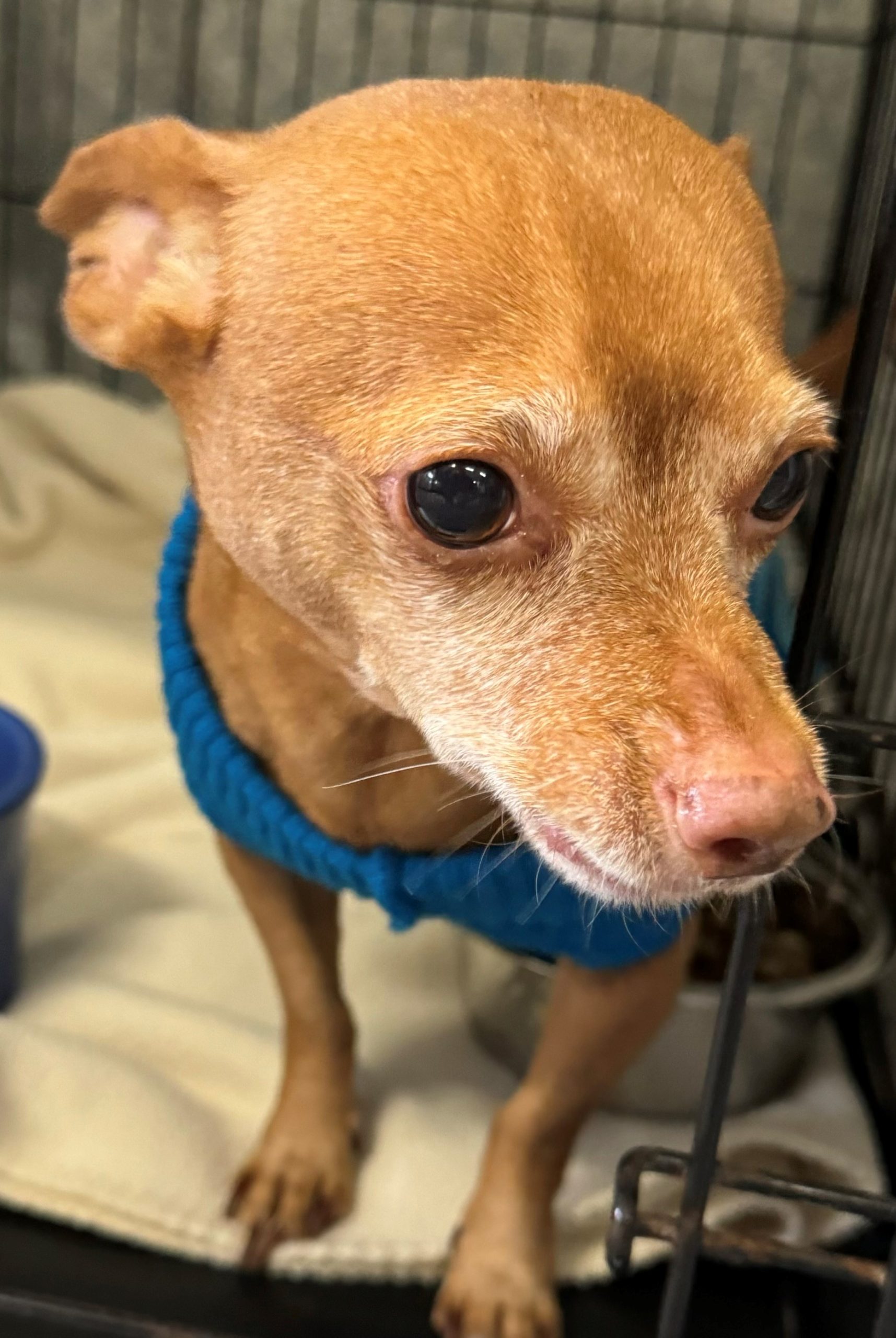 peanut