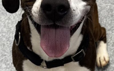 Chunk