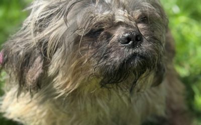 Wilfred