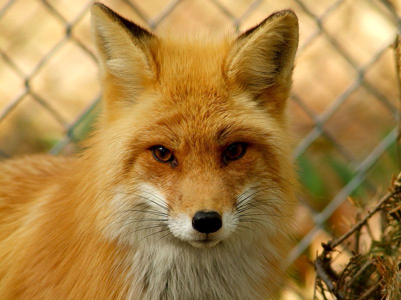 demo-fox
