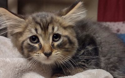 McFluff