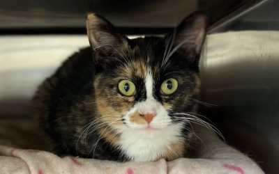 Mittens