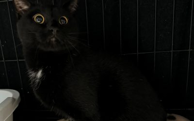 Big Eye Poe