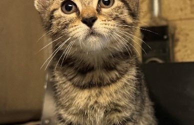 Freddie Purrcury