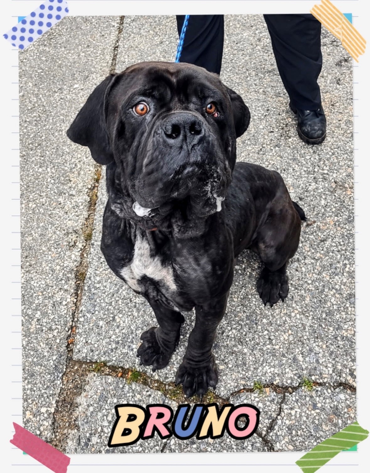 bruno