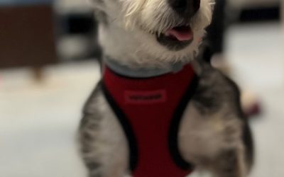 Oreo