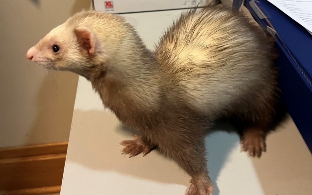Spunky