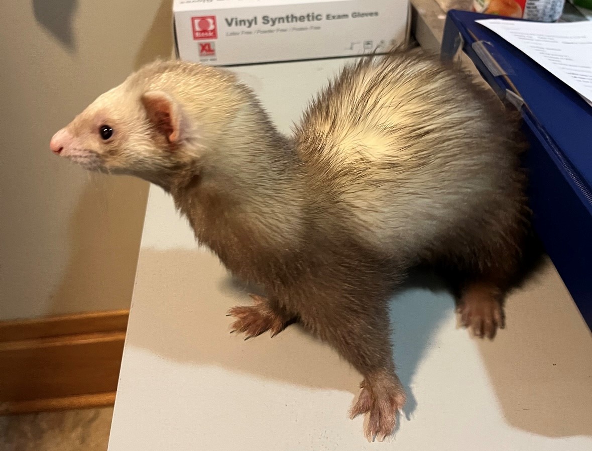 spunky