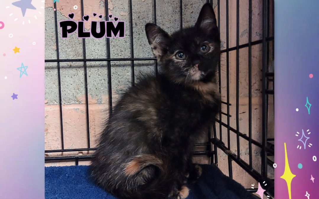 Plum