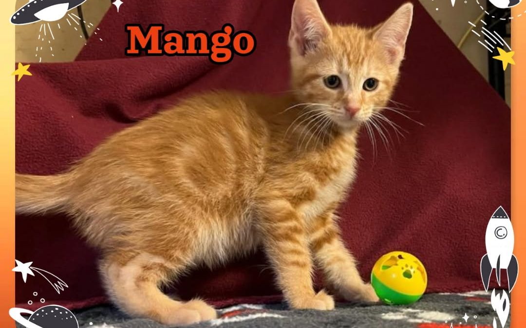 Mango