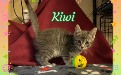 Kiwi