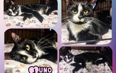 Meet Juno!