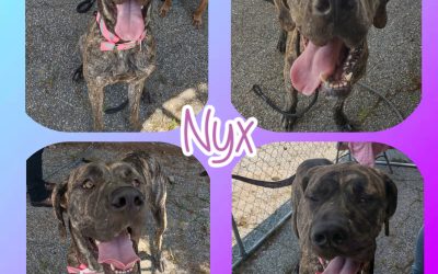 Nyx the goddess