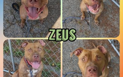 Zeus king of gods