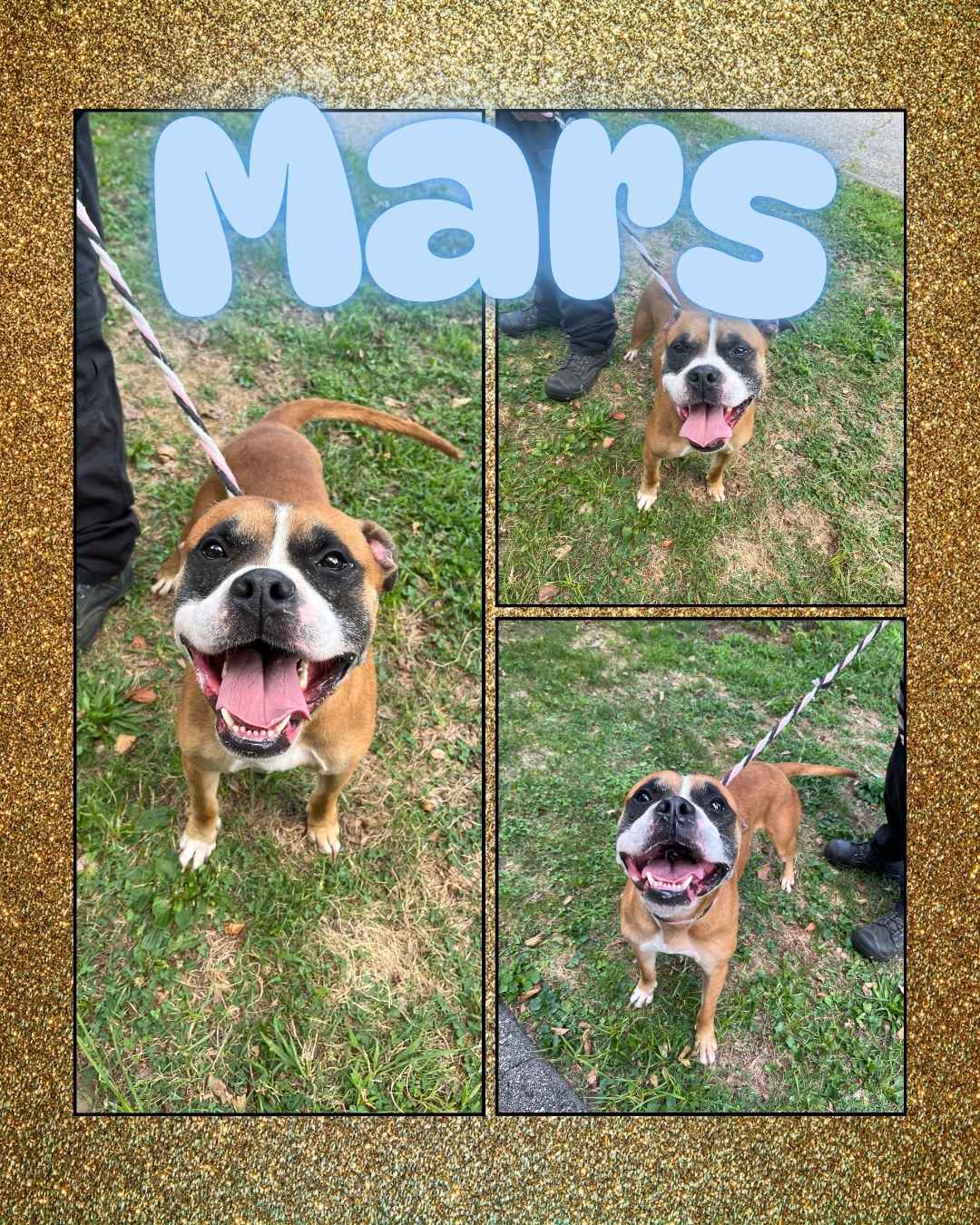 mars (1)