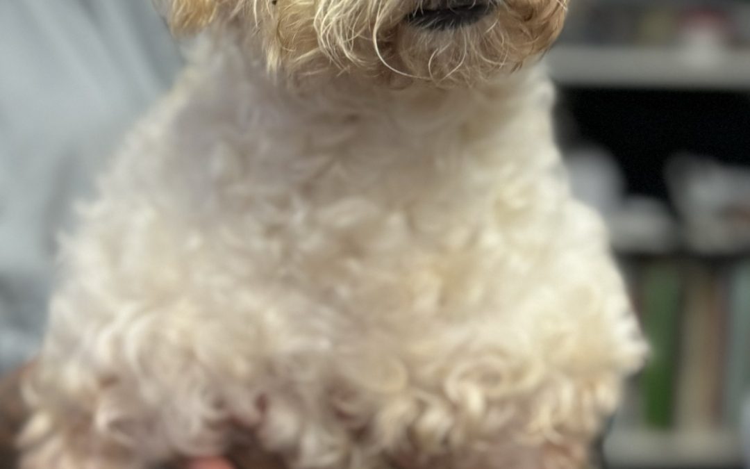 Myrtle