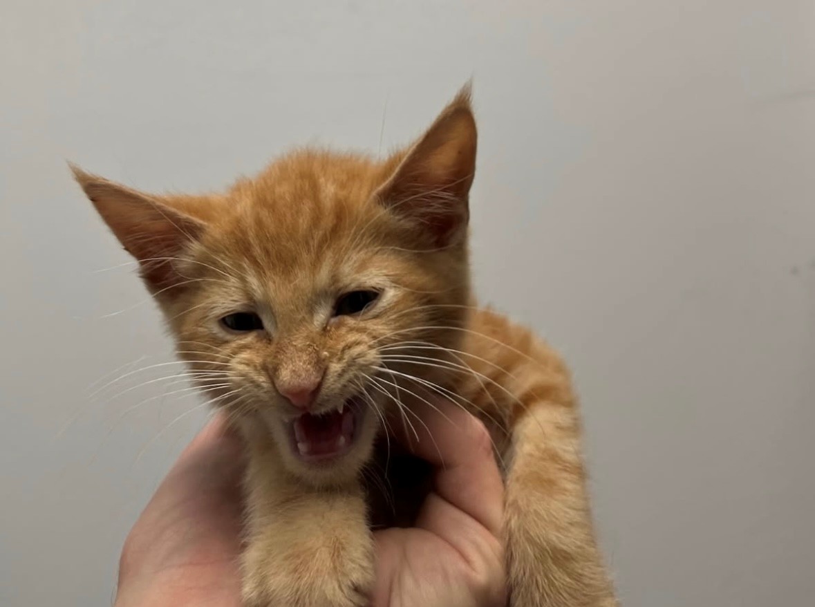 dorito