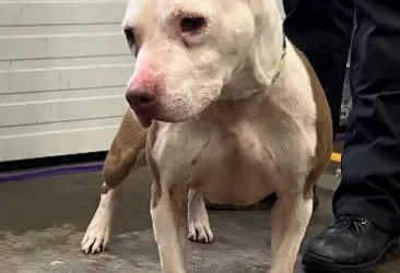 Rosie