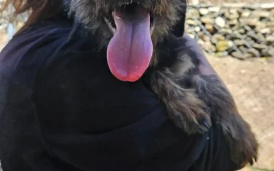 Gracie