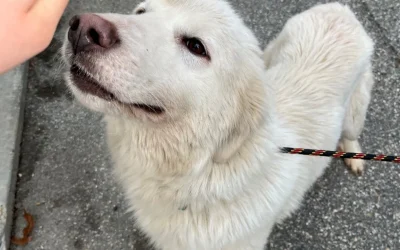 Milli