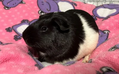 Oreo