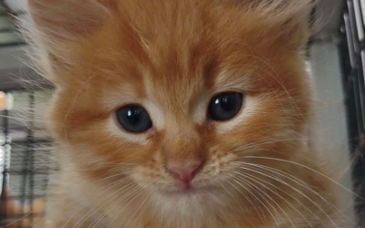 Fuzzy