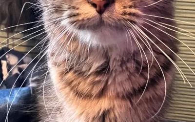 Kitkat