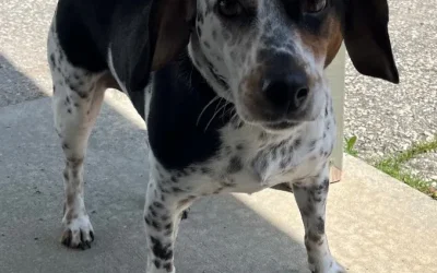 Sammy