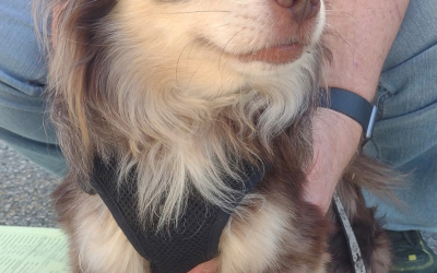 Little Dude
