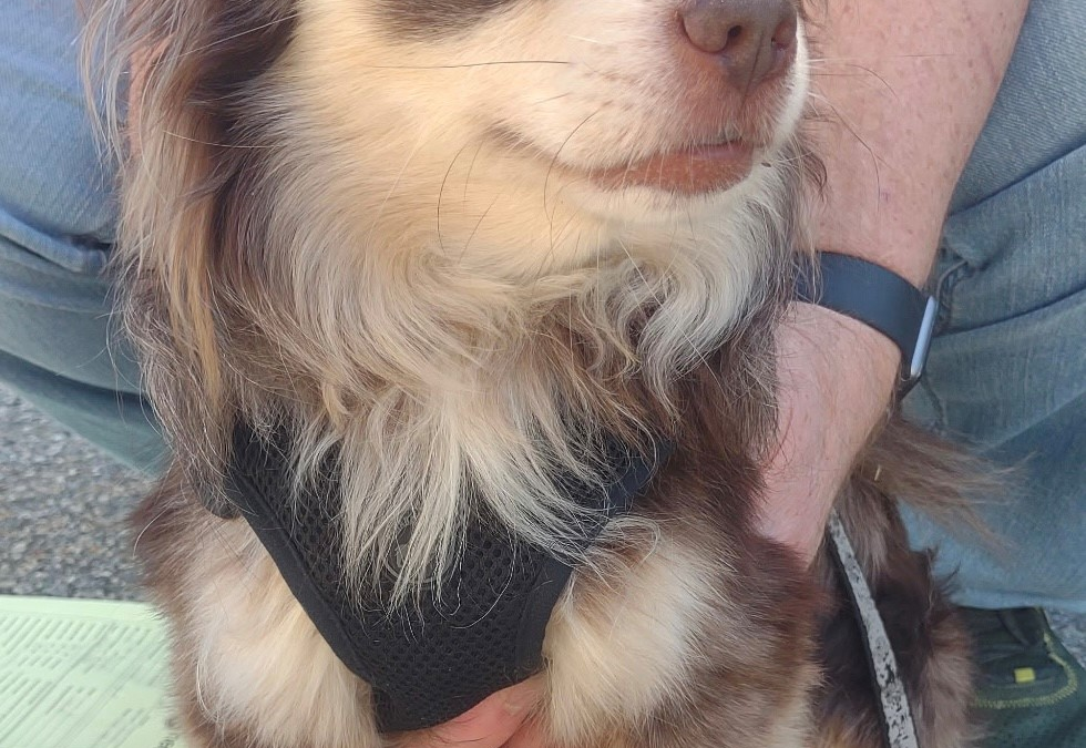Little Dude