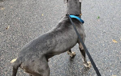 Found Dog