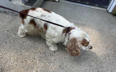 Found Dog