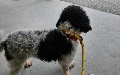 Found Dog